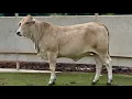 J J Cattle Co Open Replacement Heifer Online Auction