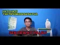 Download Lagu TERTIPU KAKAKTUA BERSERTIFIKAT PALSU !!!