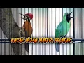 Download Lagu CUCAK HIJAU MATERI PELATUK | PANCINGAN CUCAK HIJAU BONGKAR ISIAN NGENTROK