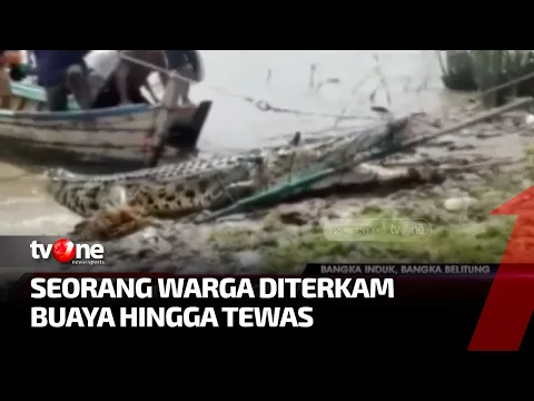 2 Kali Lipat Lebih Besar Dari Manusia, Buaya Mangsa Warga