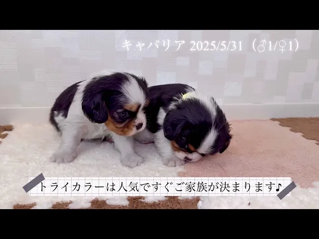 動画