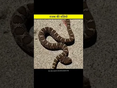 ग़जब की वडियो / facts in hindi / amazing video #shorts