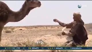 قبيلة الربايع في ولاية قبلي تونس    دندنها