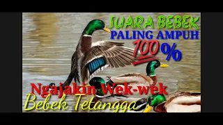 Download Suara Bebek Paling Ampuh 💯% Ajakin Wek-Wek Bebek Tetangga MP3