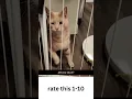 funny memes 2023
