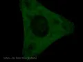 Download Lagu imagexpressmicro_Transfluor_GPCR_timecourse
