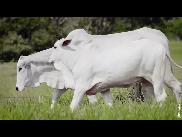 Matriz Nelore AFOM - 3984