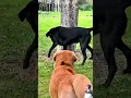 Download Lagu anjing di buat pusing oleh tupai #animals #shorts