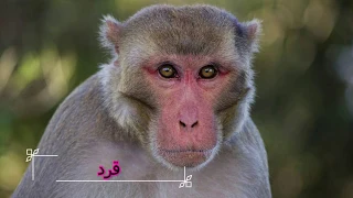 صوت القرد   سلسلة تعليم الأطفال أصوات الحيوانات دندنها