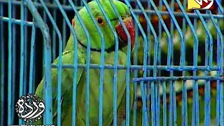 وردة أنا عندي بغبغان مسلسل أوراق الورد 1979 