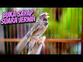 Download Lagu GACOR BUKA SAYAP - MASTERAN BLACKTHROAT GACOR SUARA JERNIH BUAT KENARI PAUD CEPET BUNYI