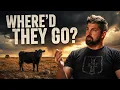 Why America Is Running Out of Cattle