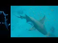 Download Lagu Snorkeling alle Maldive 9-12 gennaio 
