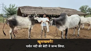 #पर्वत नंदी की एक और बेटी ने जन्म लिया. (9467352273)