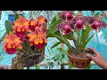 Download Lagu Hoe verzorg je Cattleya-orchideeën zodat ze snel bloeien