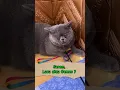 Kucing Marah Tapi Lucu 🐱😾 Tingkah Kucing Galak Bikin Ngakak! #shorts #cat #catvideos