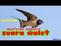 Lagu MASTERAN LOVEBIRD MINOR SUARA BURUNG WALET//LOVEBIRD KONSLET