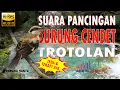 Download Lagu Pancingan Dan Terapi Cendet Terotol Agar Mau Bunyi Ngeriwik