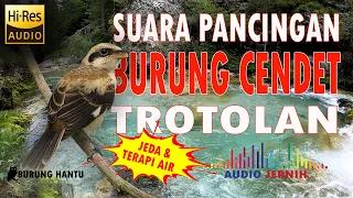 Download Pancingan Dan Terapi Cendet Terotol Agar Mau Bunyi Ngeriwik MP3