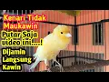 Download Lagu ||Suara Kenari birahi Minta Kawin,untuk pancingan kenari dijamin langsung kawin