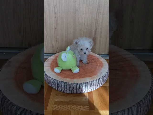 動画