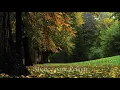 Música para Relajar - Restful Places - Parijat