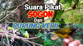 Download Suara Pikat SOGON Kombinasi BURCIL RIBUT Request SUBSCRIBER ini MP3