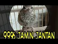 Download Lagu CARA paling gampang membedakan SRDC trotol 100% akurat