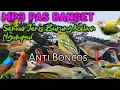 Download Lagu Terbaru Mp3 Pikat Burung Kebun Ampuh 💯 dapatnya juga pasti sekebun‼️