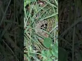 Download Lagu The sound of crickets in the wild....#jangkrik #shortviral #shortsvideo #shorts #jimmygabroz🥳🥳🥳