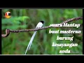 Download Lagu Suara Burung Seriwang/Tali pocong Buat masteran burung Jagoan kalian