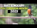 Download Lagu PANCINGAN DAHSYAT MURAI BATU EMOSI MENDONGKRAK LAWAN AGAR BONGKAR MATERI