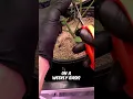 How to Lollipop Cannabis Plants Full in Our Channel