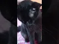 Download Lagu TIBA-TIBA RINDU COMODE #cat #shortsvideo #shorts