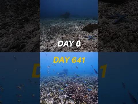 We created a coral reef - now its full of life