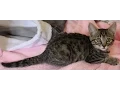 Suzy Q a mix rescue kitten