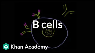 b lymphocytes b cells immune system physiology nclex rn khan academy