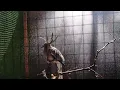 Download Lagu lagi pada mandi burung nya segaaaarr