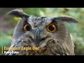 OWL Sounds | Different Types of Owls and Their Sounds