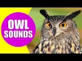 Download Lagu Suara Burung Hantu | Berbagai Jenis Burung Hantu dan Suaranya