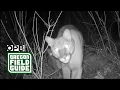 Remote cameras capture forest life returning post-wildfire Oregon Field Guide