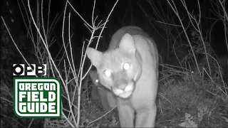 Remote cameras capture forest life returning post-wildfire Oregon Field Guide