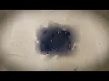 Operation Mincemeat - Dear Bill (Official Lyric Video)