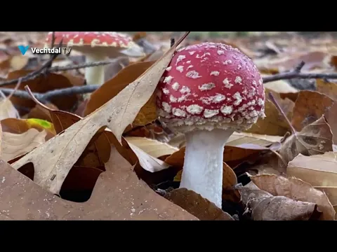 De bladeren vallen en de paddenstoelen schieten uit de grond, het is herfst