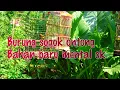 Download Lagu Burung sogok ontong bahan baru prospek