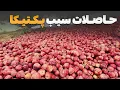 Download Lagu بزرگ‌ترین باغ سیب پکتیکا با ۲۵۰۰ درخت پُربار؛ حاصلات شگفت‌انگیز امسال