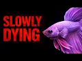 5 Deadly Betta Fish Mistakes Most Owners Make