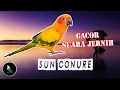 Download Lagu Masteran Sun Conure Gacor Suara Jernih