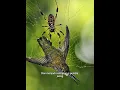 Download Lagu Kolibri Terjebak Dijaring Laba Laba #viralshort #burung #shortvideo