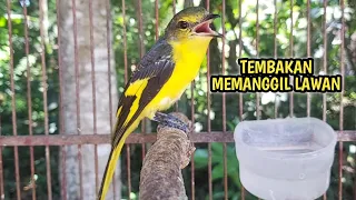 Download MANTENAN GUNUNG GACOR TEMBAKAN MEMANGGIL LAWAN MP3